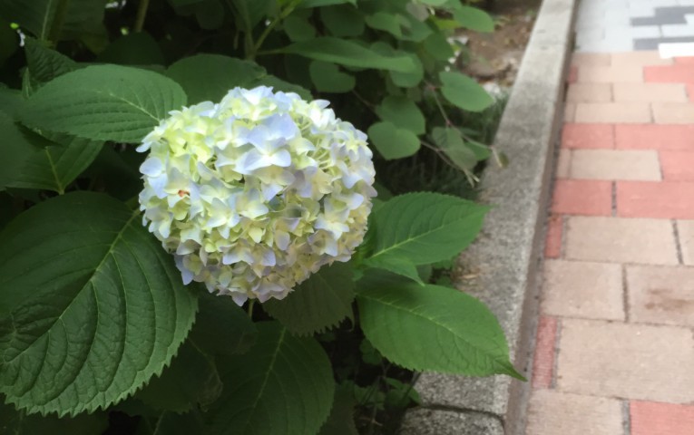 紫陽花